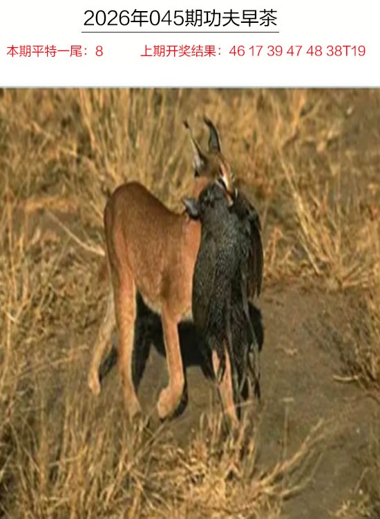 045期功夫早茶[图]